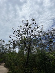 Cochlospermum gillivraei