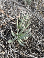 Dudleya edulis