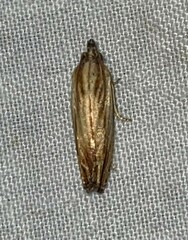 Eucosma radiatana