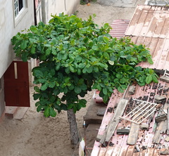 Terminalia catappa