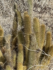 Bergerocactus emoryi