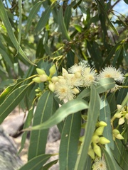 Eucalyptus exserta