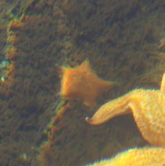 Patiriella regularis