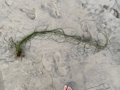 Phyllospadix torreyi