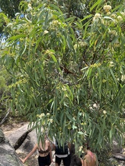 Eucalyptus exserta