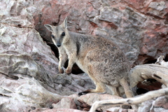 Petrogale brachyotis
