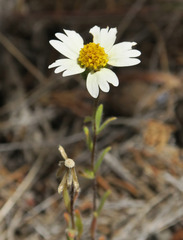 Layia glandulosa