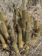 Bergerocactus emoryi