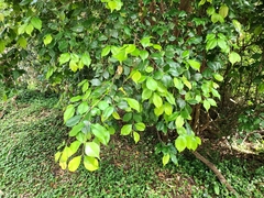 Syzygium smithii