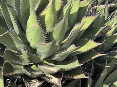 Agave shawii shawii