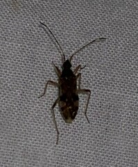 Ozophora picturata
