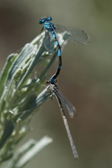 Enallagma carunculatum