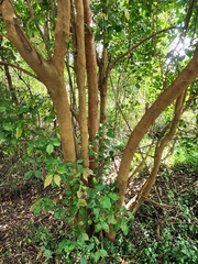 Syzygium smithii