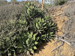 Agave shawii shawii