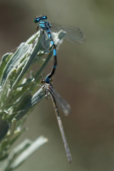 Enallagma carunculatum