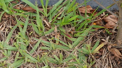 Dactyloctenium australe