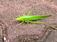 Euconocephalus varius