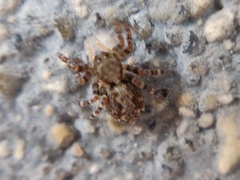 Pseudeuophrys lanigera