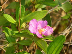 Melastoma malabathricum