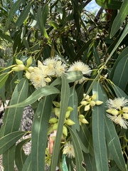 Eucalyptus exserta