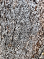 Eucalyptus exserta