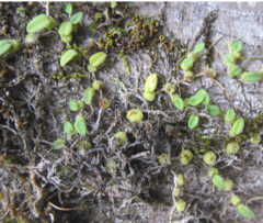 Bulbophyllum pygmaeum