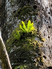 Sarcochilus falcatus