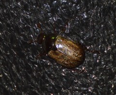 Anomala foraminosa
