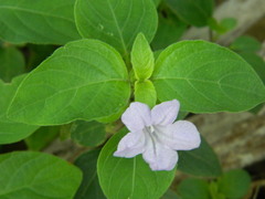 Ruellia prostrata
