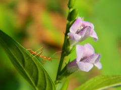 Asystasia dalzelliana
