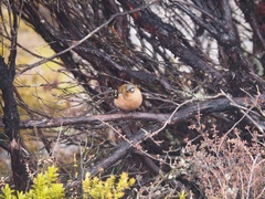 Fringilla coelebs gengleri