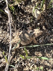 Phrynosoma blainvillii