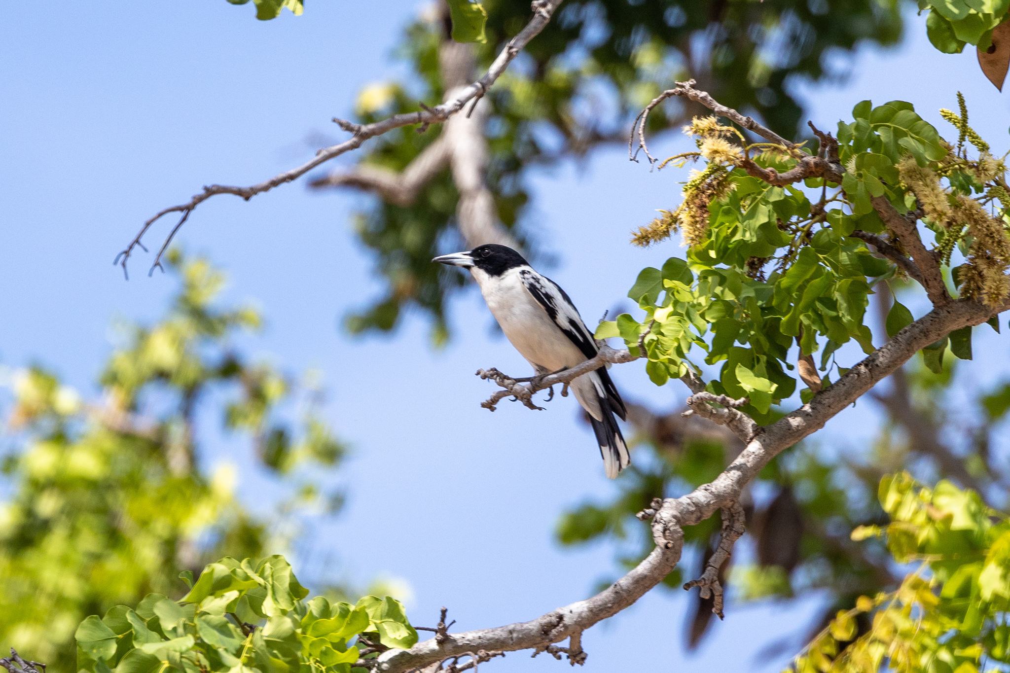Black-backed Butcherbird (Cracticus mentalis), photo 3