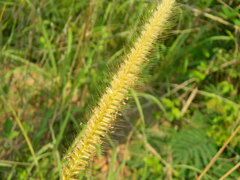 Cenchrus polystachios