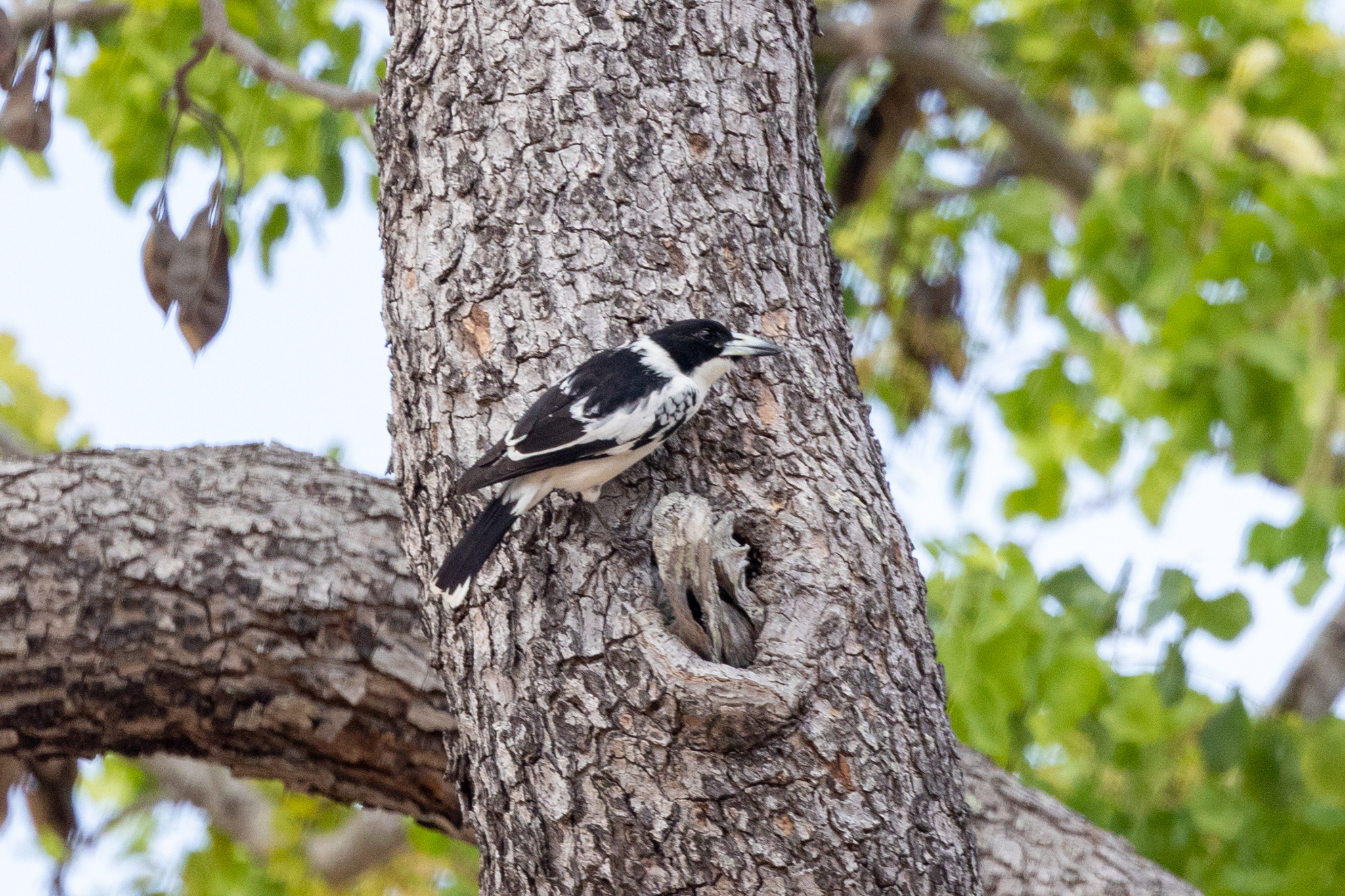 Black-backed Butcherbird (Cracticus mentalis), photo 2