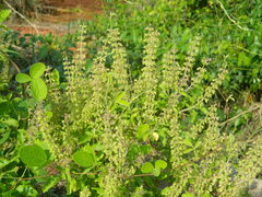 Ocimum
