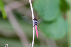 Orthetrum migratum