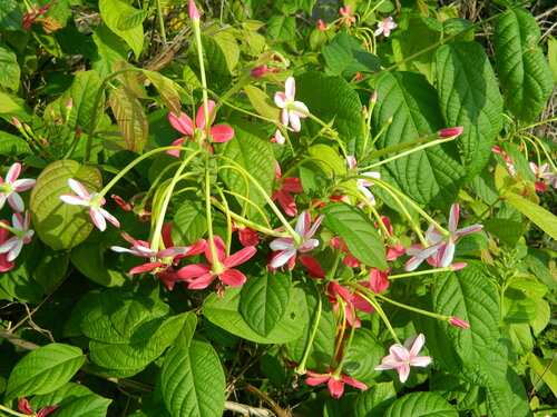 Combretum indicum