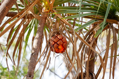 Pandanus spiralis