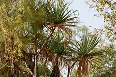 Pandanus spiralis