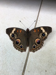 Junonia coenia coenia