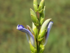 Acanthus ilicifolius