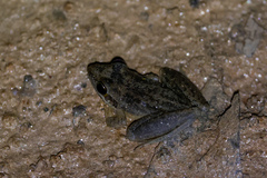 Litoria