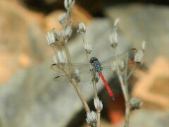 Lathrecista asiatica
