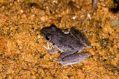 Litoria
