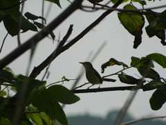 Prinia socialis