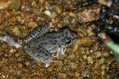Litoria inermis