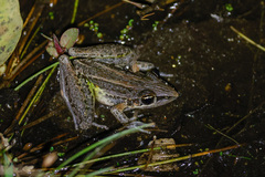 Litoria nasuta