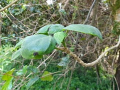 Dendrocnide excelsa