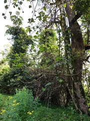 Dendrocnide excelsa